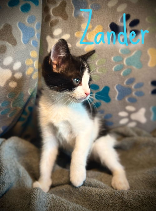 Zander