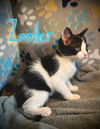 Zander