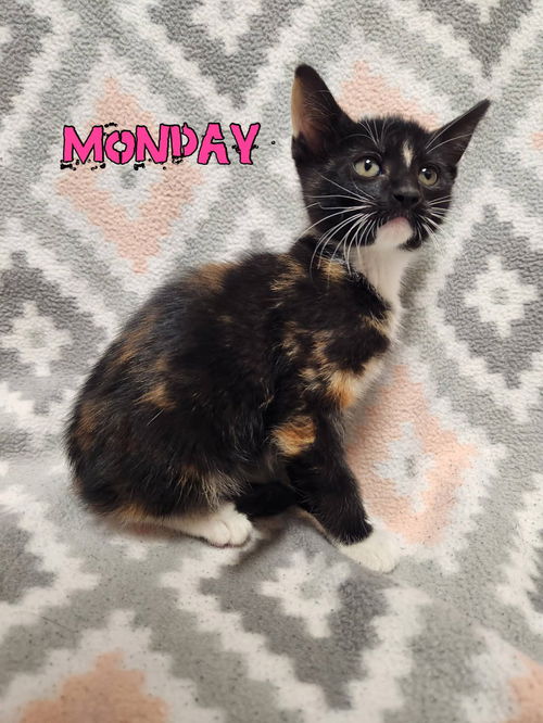 Monday
