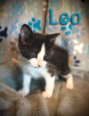 Leo