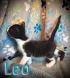 Leo