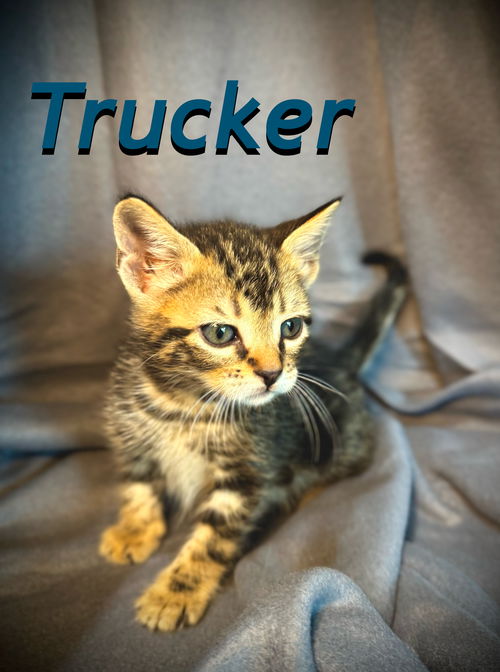 Trucker