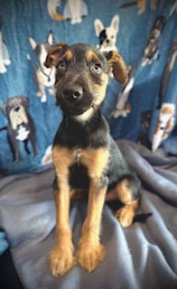 George- Puppy #1 (OS Litter #3/ 2025)