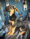 George- Puppy #1 (OS Litter #3/ 2025)