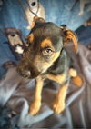 George- Puppy #1 (OS Litter #3/ 2025)