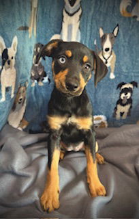 Gia- Puppy #2 (OS Litter #3/ 2025)