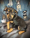 Gia- Puppy #2 (OS Litter #3/ 2025)