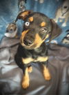 Gia- Puppy #2 (OS Litter #3/ 2025)