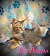 Toe Beans