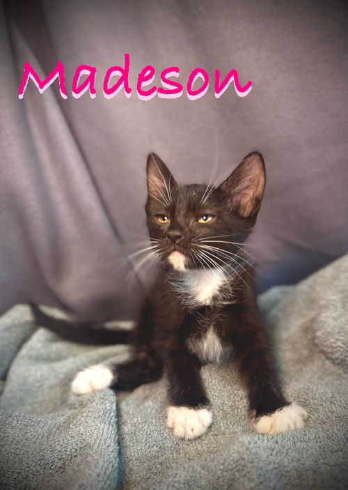 Madeson