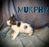 Murphy