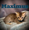 Maximus