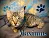 Maximus