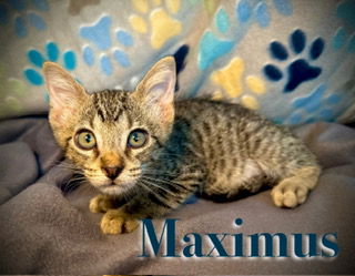 Maximus