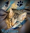 Maximus