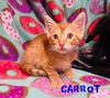 Carrot