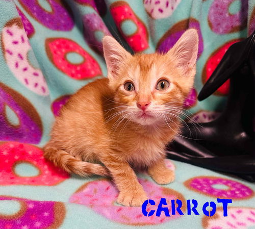 Carrot