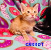 Carrot