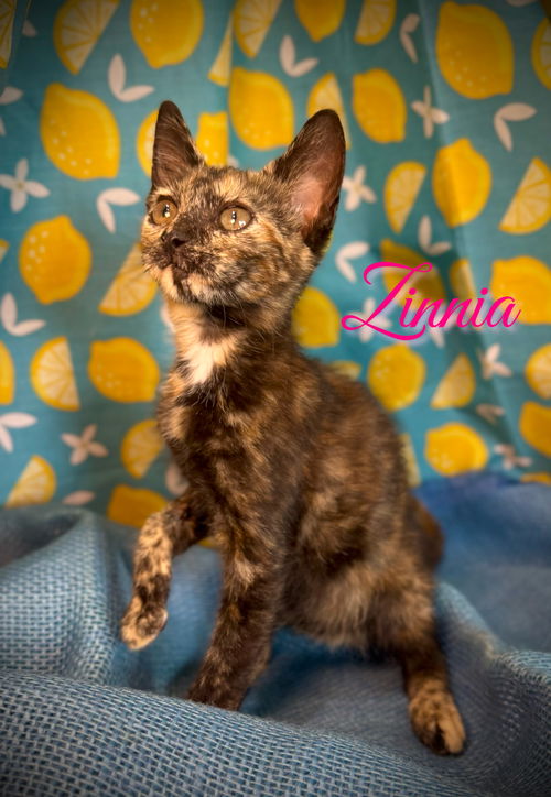 Zinnia
