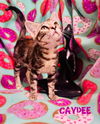 Caydee