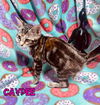 Caydee