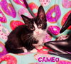 Cameo