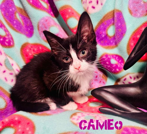 Cameo