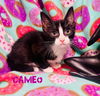 Cameo