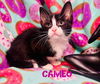 Cameo