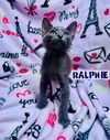 Ralphie