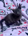 Ralphie