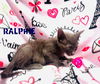 Ralphie