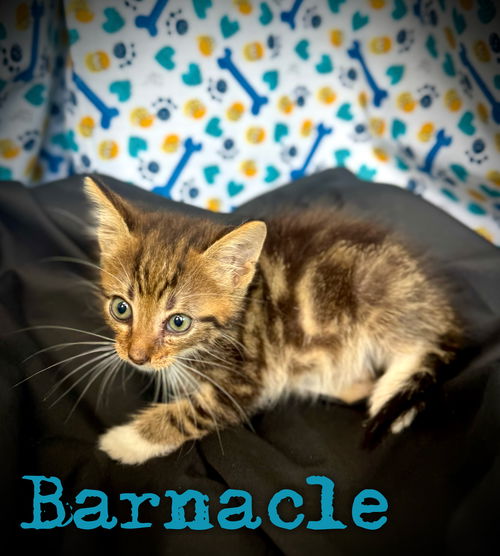 Barnacle