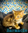 Barnacle