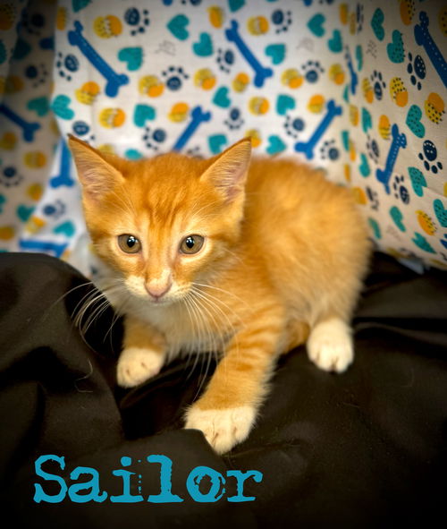 Sailor