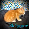 Skipper