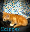 Skipper