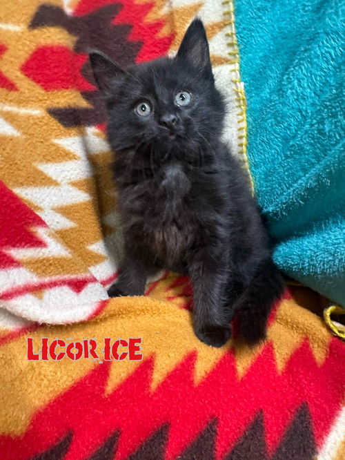 Licorice