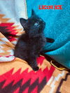 Licorice