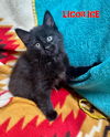 Licorice