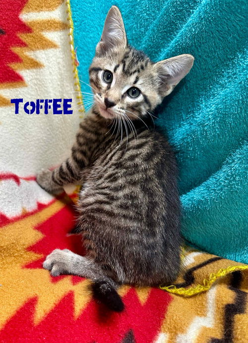 Toffee