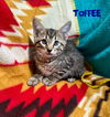 Toffee