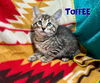 Toffee