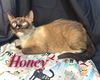 Honey