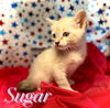 Sugar