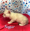 Sugar