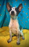 Mighty Mouse- Puppy #1 (ACAC Litter #4/ 2025)
