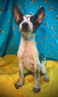 Mighty Mouse- Puppy #1 (ACAC Litter #4/ 2025)