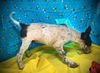 Mighty Mouse- Puppy #1 (ACAC Litter #4/ 2025)