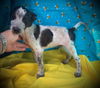 Mighty Mouse- Puppy #1 (ACAC Litter #4/ 2025)